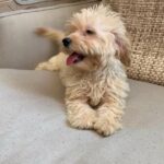 The cutest ever Malipoo! poodle Maltese mix