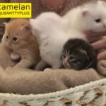 Meet The Kittens Featured In The Basket!