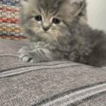 Siberian Kittens from USA