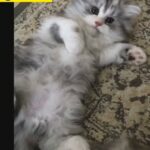 Pure Bred Siberian Kittens from USA
