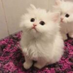 HYPOALLERGENIC Siberian Kittens Ready For New Homes!