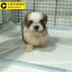 Shih Tzu Male Puppy Available
