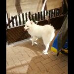 Samoyed 6 Months Old Female Available