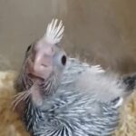 cockatiel chicks فروخ كوكتيل