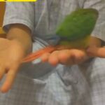 green cheek red factor