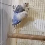 lovebird pair زوج لوفبيرد