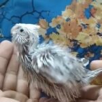 cockatiel baby