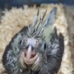 cockatiel chick فرخ كوكتيل