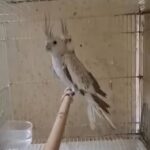 cockateil pair