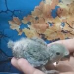 lovebird chicks