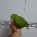 ببغاء دره أليف جدا