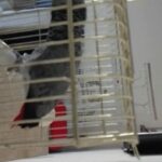 كاسكو متكلم عربي وانكليزي العمر سنه ونص حجم جامبو