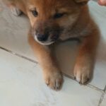 shiba inu puppy
