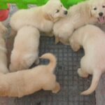 golden retriever puppies