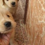 golden retriever puppies