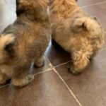 shipoo puppies available