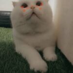 White Scottish Fold JUMBO for (MATING)