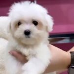 Mini Maltese Puppy