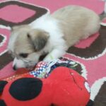 Shihtzu Female puppy Available