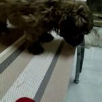 Havanese Female Puppy Available