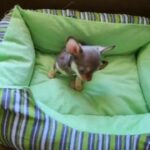 Apple Head Chihuahua Female puppy