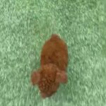 RED TOY POODLE MALE PUPPY