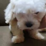 MALTIPOO MALE PUPPY FOR SALE