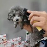 TOY POODLE EXOTIC GRAY COLOR FEMALE