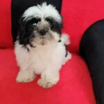 CUTEST SHIHTZU FEMALE FOR SALE