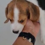 CUTE BEAGLE FEMALE PUPPY FOR SALE