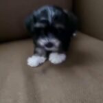 HAVANESE PUPPY FOR SALE