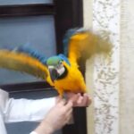 macow parrot age 8 month 6000