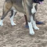 amarican akita for breeding not for sale 5000