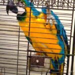 macow parrot age 1 yer old 4500