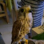 falcon age 9 month price 800