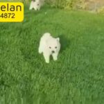 Japanese spitz