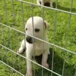 Labrador puppies