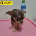 teacup chihuahua incredible size
