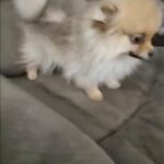 Pomeranian