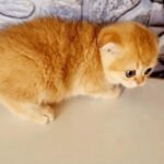 15000dhs fixed golden scottish fold pure breed