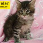 Maine coon boy with pedigree 9000dhs