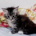10000dhs fixed maine coon pure breed with pedigree