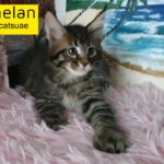 Maine coon girl with pedigree 10000dhs