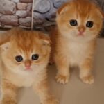 20000dhs each golden chinchilla scottish folds top quality