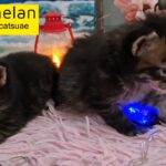 10000dhs each maine coon babies with pedigree