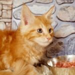 10000dhs fixed pure breed maine coon with pedigree