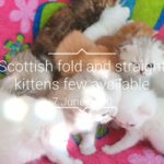 Scottish fold and straight kittens with green eyes