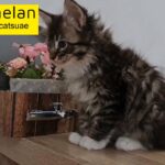 10000dhs fixed price maine coon girl