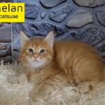 10000dhs red maine coon boy pure with pedigree