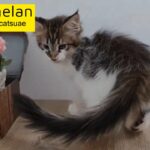 9000dhs fixed price maine coon girl 0555202253